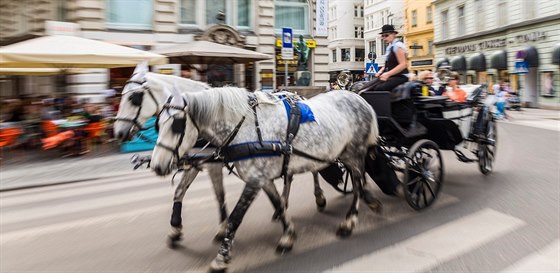 Velkou pedností je i velkorysost, s kterou magistrát, ale i Rakousko jako...