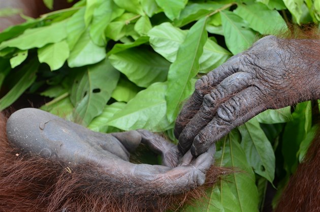 Orangutánek na Borneu