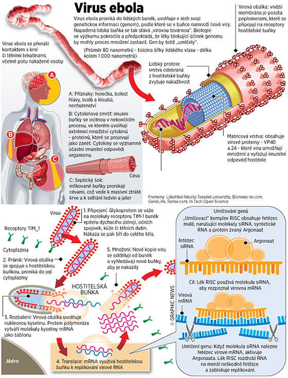 Co zpsobuje virus ebola