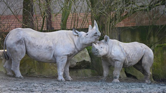 Samice nosoroce dvourohho Elika s matkou Etoshou ve dvorsk zoo.
