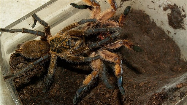 Pr sklpkan (Harpactira pulchripes) pi pen