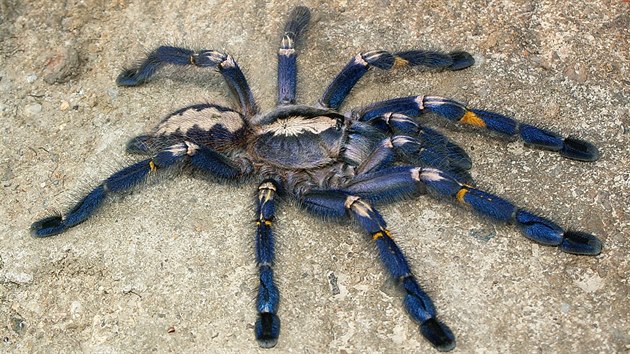 Poecilotheria metallica. Velmi krsn a vzcn sklpkan, kter pat mezi ohroen druhy. ije toti jen na velmi omezenm zem v Indii.  