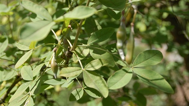 tdenec odvisl neboli prav zlat d隝 (Laburnum anagyroides) je jedovat pln cel, pi poit hroz pinejmenm siln otrava. Alergici mohou dermatitidou odnst i kontakt s rostlinou.