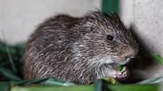 Řekomyši mají velice chutné maso, proto by jejich chov mohl nahradit bushmeat,... Řekomyši mají velice chutné maso, proto by jejich chov mohl nahradit bushmeat,...