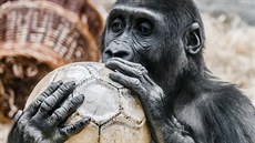 Kiburi se pravděpodobně právě snaží vydolovat obsah míče jazykem, proto to... Kiburi se pravděpodobně právě snaží vydolovat obsah míče jazykem, proto to...