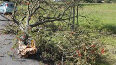Vozidla se zrovna míjela. Horní část stromu spadla na obě auta, přes celou šíři... Vozidla se zrovna míjela. Horní část stromu spadla na obě auta, přes celou šíři...