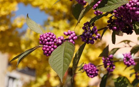 Krásnoplodka Bodinierova (Callicarpa Bodinierii Profusion)