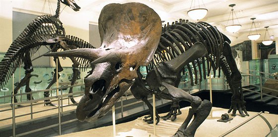 Triceratops v jedné z výstavních síní American Museum of Natural History.