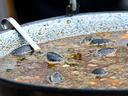 Festival polvky v Plzni