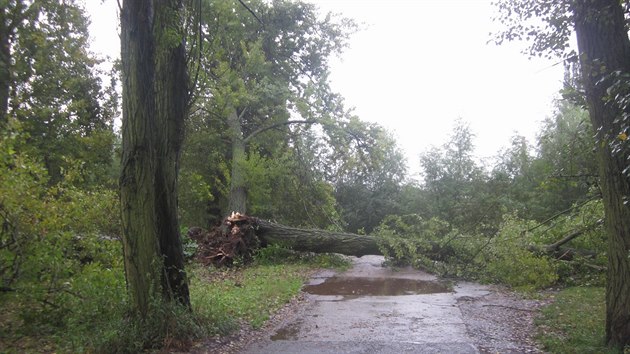 Topol se ztil na pjezdovou cestu ke sportovnmu arelu Tenis - centrum na okraji Hradce Krlov. (2. 9. 2014)