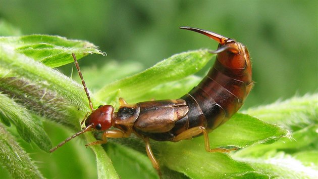 Samika kvora obecnho (Forficula auricularia)