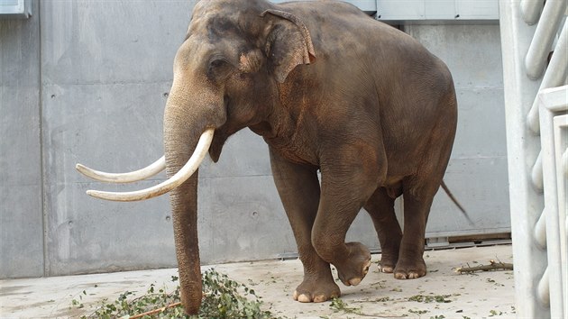 Pesun Mekonga do jin zoo je jen otzkou asu. V novm sloninci je sice prostor pro dva samce, ovem rznho vku, ne pro dva dospl v pln sle; zvlt provoz v zimnch mscch by byl pro chovatele v takovm ppad hodn komplikovan. 