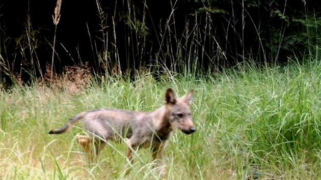 Fotopast v rezervaci Behyn zachytila nedvno krsn mld vlka.