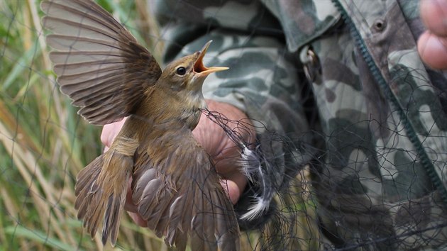 Ornitologov zkontrolovali u rybnka Zrcadlo na Jinsku stovky tanch ptk.