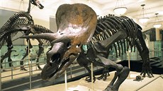 Triceratops v jedné z výstavních síní American Museum of Natural History. Triceratops v jedné z výstavních síní American Museum of Natural History.