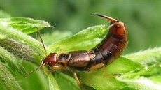 Samika kvora obecného (Forficula auricularia)