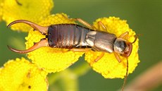 Samci kvora obecného (Forficula auricularia) mají nápadn prohnuté klíky