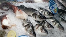 V Brn a Olomouci se ryby v prodejnách Ocean48 dostávají v ad pípad na pult...