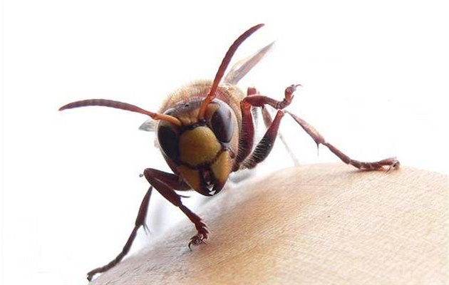 Sršeň hledající útočiště v panelovém domě na lustru - Místo... Sršeň hledající útočiště v panelovém domě na lustru - Místo...