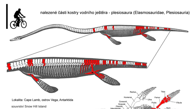 Vyznaen kosternch nlez vodnho jetra - plesiosaura