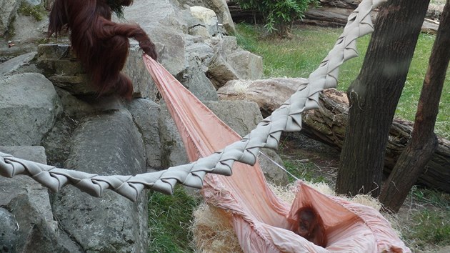 Dospvajc orangutan samec Gempa hrajc si se starm prostradlem i s mlad sestrou Diri 