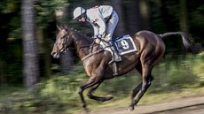 Momentka ze čtvrté kvalifikace na Velkou pardubickou, na snímku Orphee des... Momentka ze čtvrté kvalifikace na Velkou pardubickou, na snímku Orphee des...