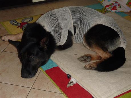 Zranný policejní pes Romer se zotavuje po operaci. Nyní u je mimo ohroení...