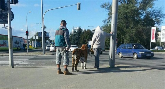 Venení tygra na kiovatce mezi Sokolovou a Katanovou ulicí u brnnského...