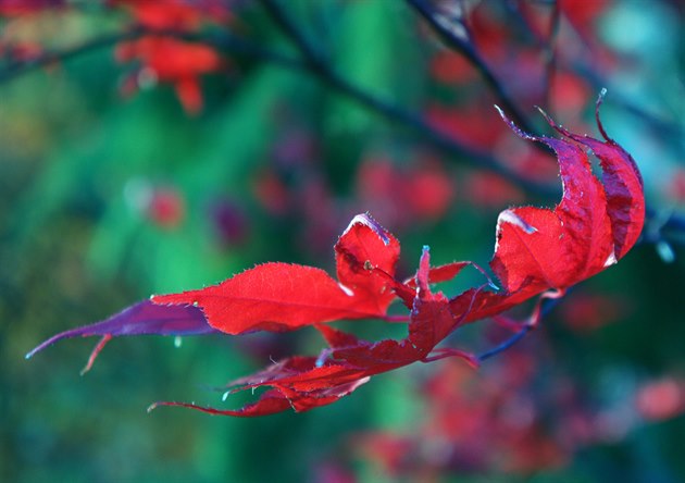 Podzim zaal a japonská zahrada v Troji záí barvami