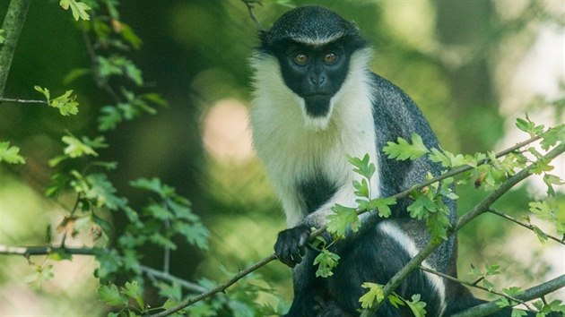 Kokodani si novho vbhu v ostravsk zoo uvaj.