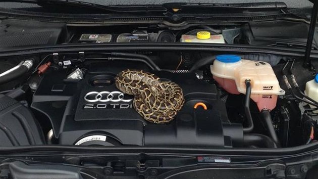 Velk pekvapen ekalo na majitele vozu Audi, kdy otevel v pondl na parkoviti v Horn Cerekvi na Pelhimovsku kapotu svho vozu. Kolem motoru byla obmotan krajta, kter se k motoru schovala ped chladem.