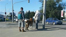 Venčení tygra na křižovatce mezi Sokolovou a Kaštanovou ulicí u brněnského... Venčení tygra na křižovatce mezi Sokolovou a Kaštanovou ulicí u brněnského...
