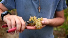 Francouzské vinaství na ostrov Saint Honorat provozují cisterciátí mnii.