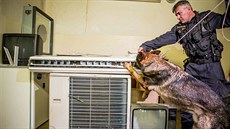 Policejní pes prohledává prostory pardubické univerzity, v nich by se dle...