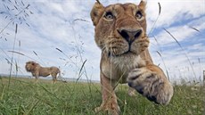 Mlád lva pustinného (Panthera leo) zachycené fotopastí v keské pírodní...