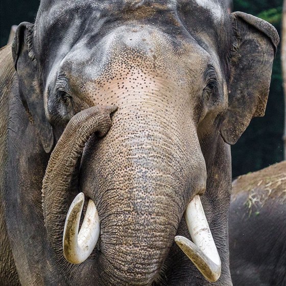 Mekong byl do letoního srpna jediným samcem v Zoo Praha. Za celý ivot zplodil...