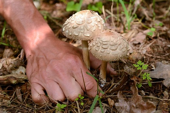 Zaínají rst podzimní druhy, ale poád najdete i bedly nebo teba ampiony....