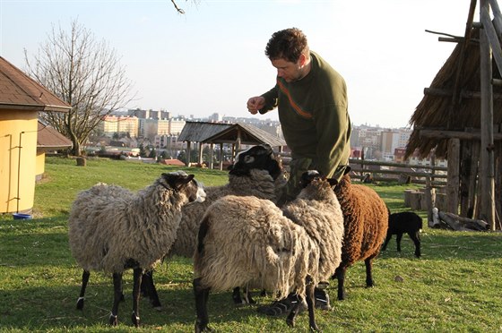 BRUTÁLNÍ ÚTOK. O víkendu nkdo napadl ovce ve skanzenu v Kosmonosech.