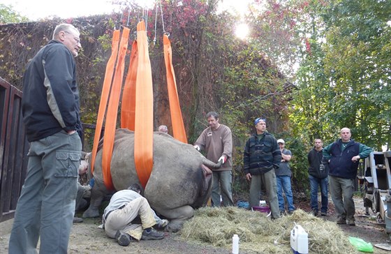 Speciální zákrok ve dvorské zoo má vést k tomu, aby samice nosoroce Nabiré...
