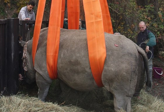 Speciální zákrok ve dvorské zoo má vést k tomu, aby samice nosoroce Nabiré...