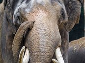 Mekong byl do letoního srpna jediným samcem v Zoo Praha. Za celý ivot zplodil...