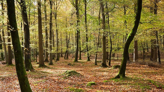 Hlubok lesy irskho nrodnho parku Tollymore Forest Park