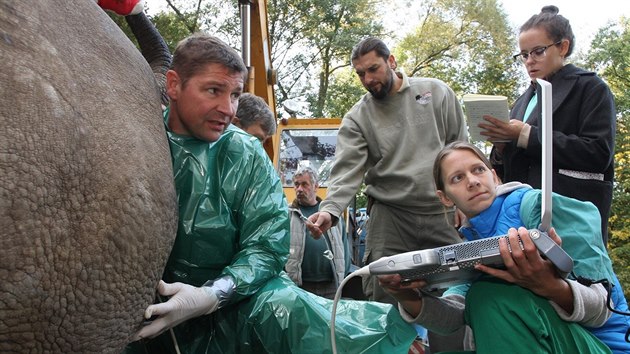 Speciln zkrok ve dvorsk zoo m vst k tomu, aby samice nosoroce Nabir mohla mt potomka.