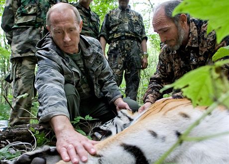 Vladimir Putin se velmi angauje v boji za záchranu ohroeného tygra...