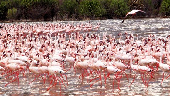 Jezero Bogoria