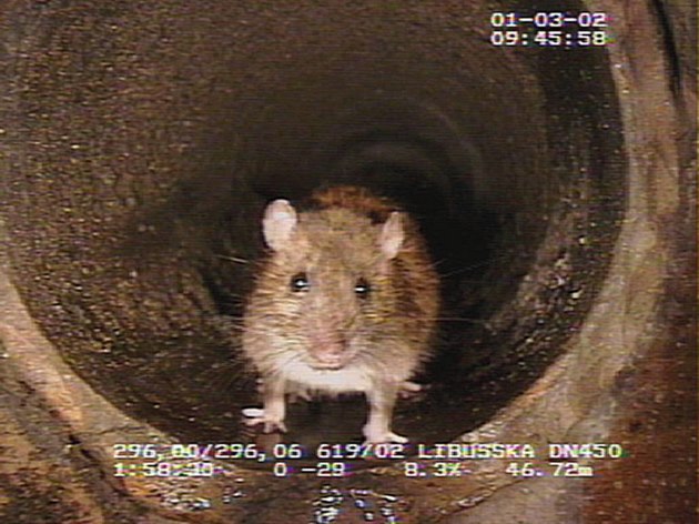 V praské kanalizaní síti ije pt milion potkan, je to jen odhad, pesná...