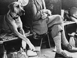 Tuto dvojici se zkíenýma nohama zachytila na manchesterské psí výstav v roce...