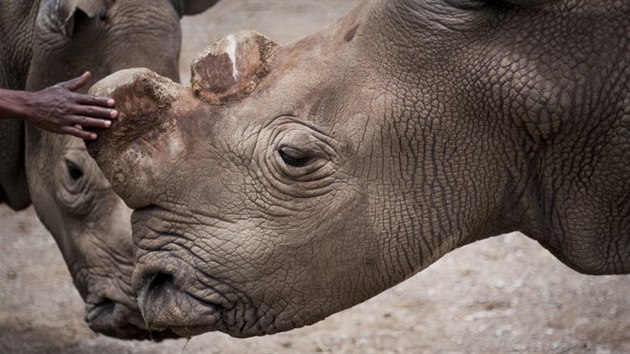 V rezervaci v Keni uhynul vzcn nosoroec bl severn Suni.
