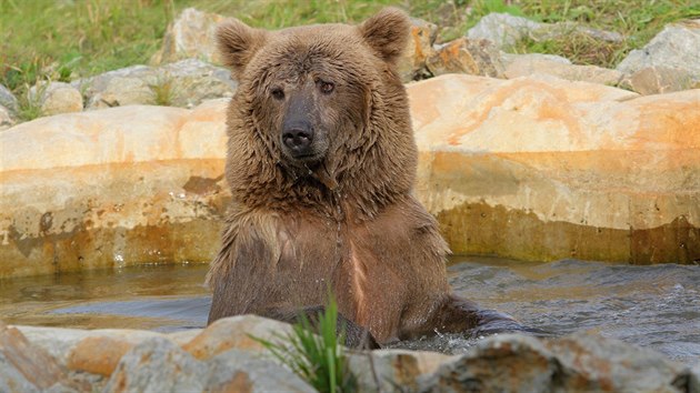 Osmilet medvd Altaj si uv koupel v hlubock zoo.