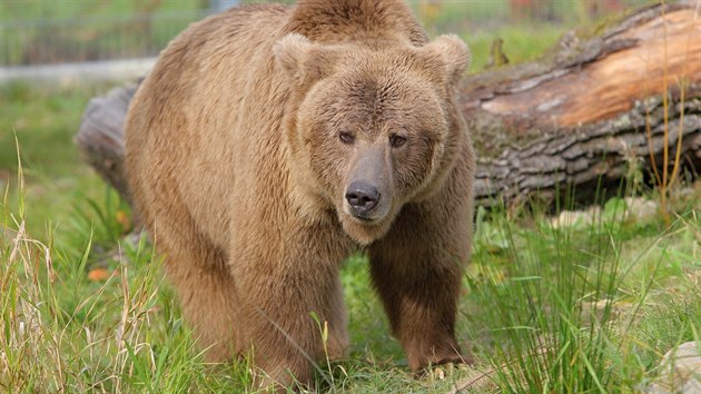 Medvd Plav je poddruhem medvda hndho. V Evrop jej chovaj jen ti zoologick zahrady.